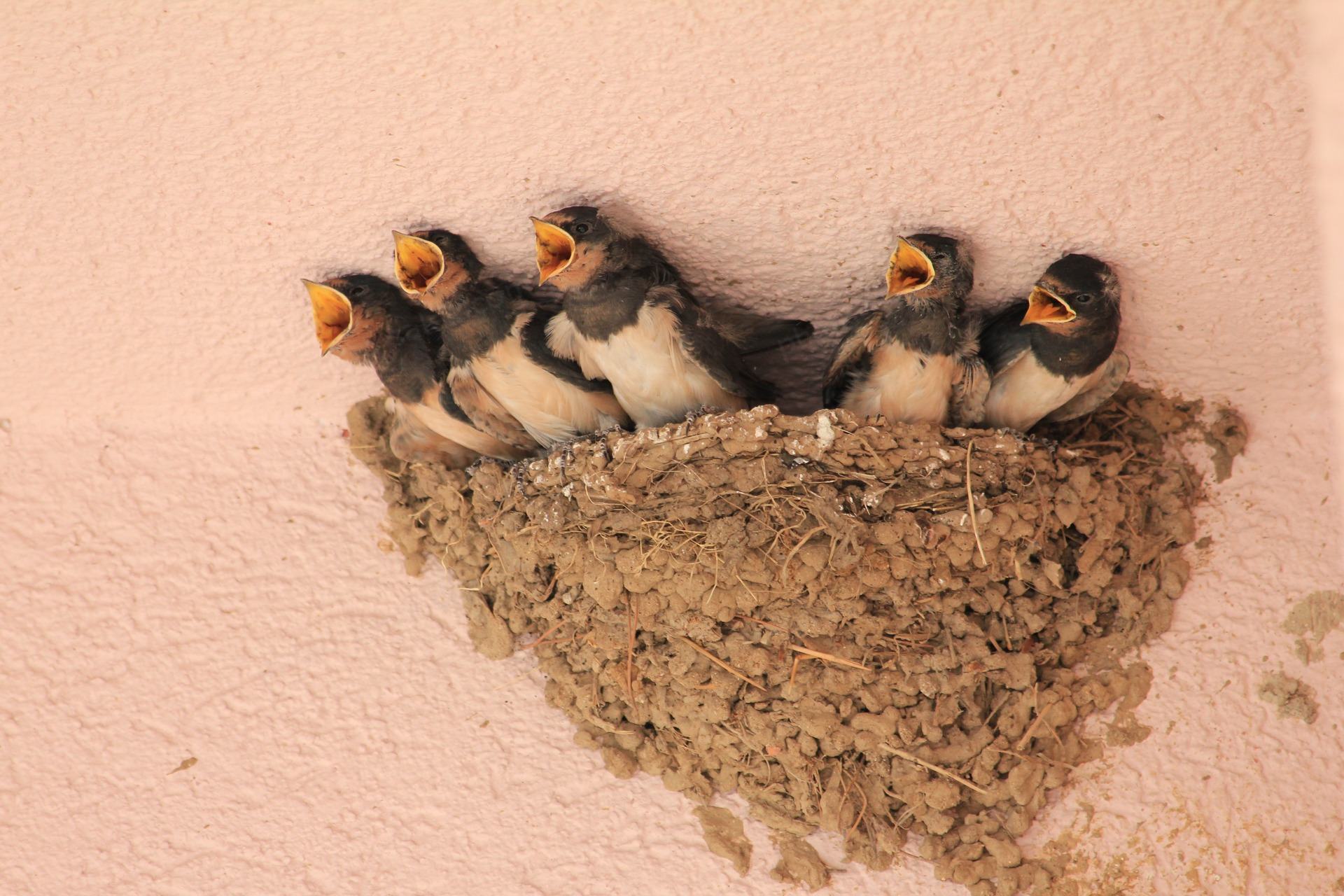Baby swallows in a nest