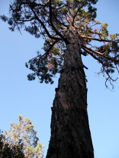 Big pine