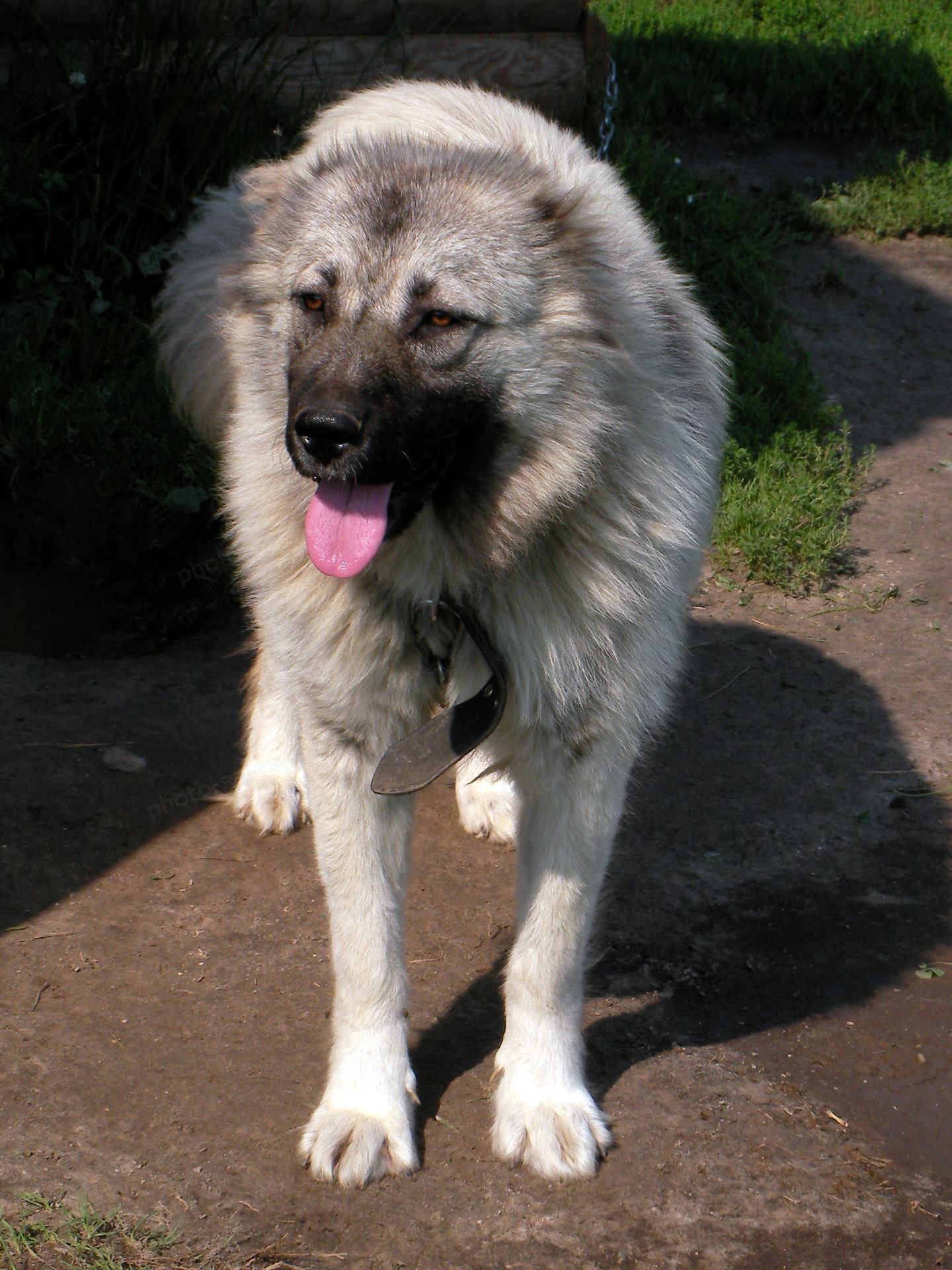 Kaukasia Shepherd Dog