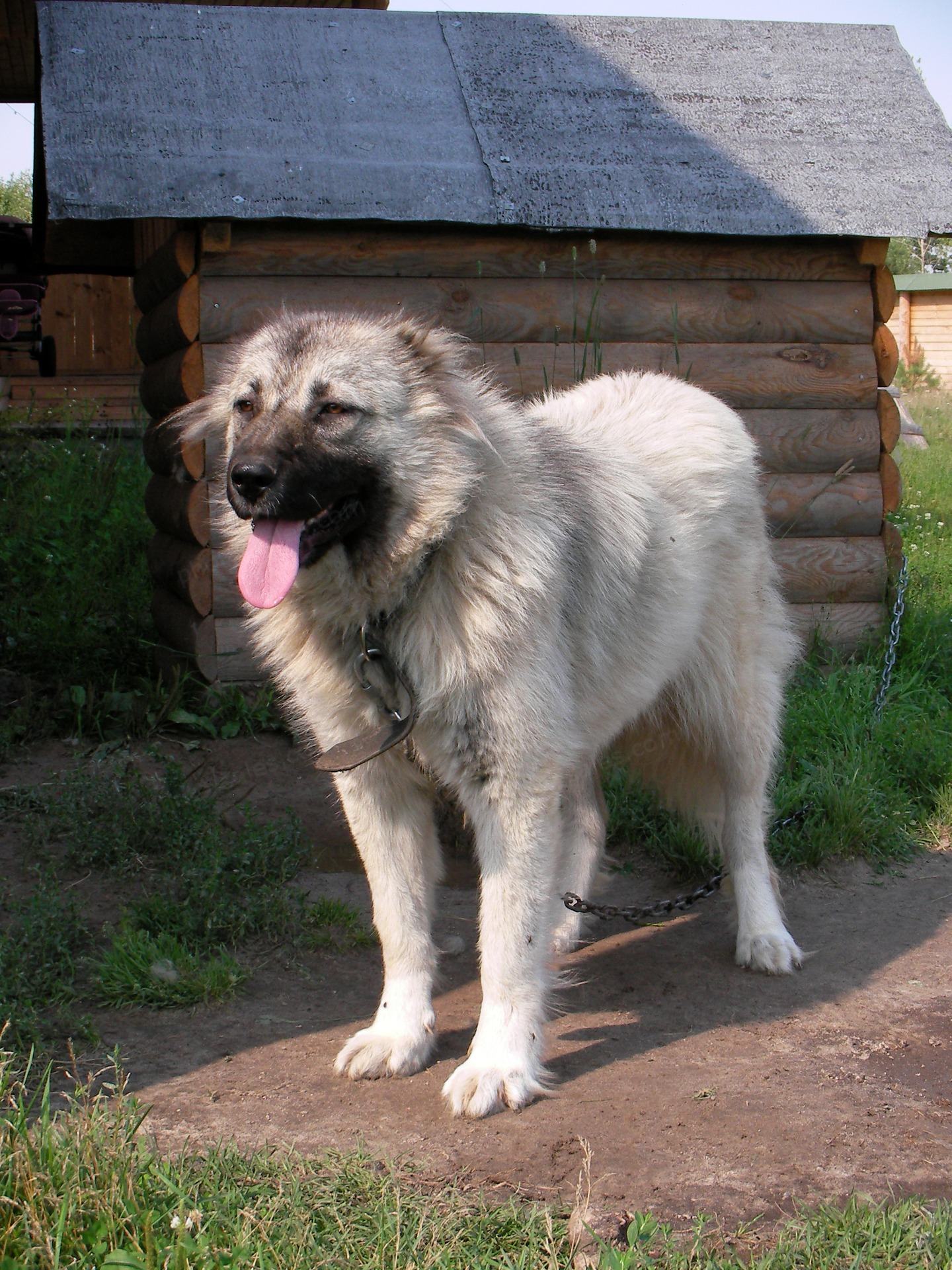 کاکیشین sheepdog
