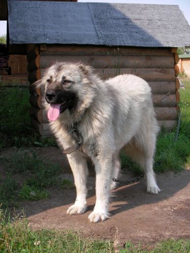 sheepdog Caucasian