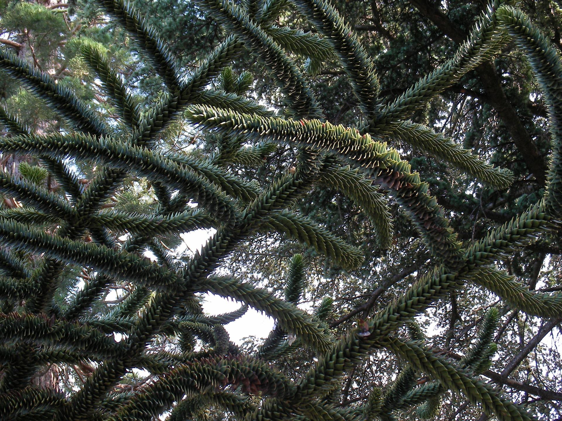 Chilian pine – monkey-puzzle tree