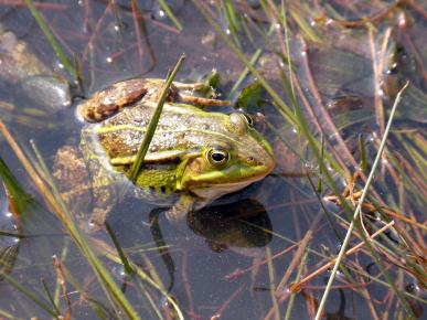 Frosch im Sumpf