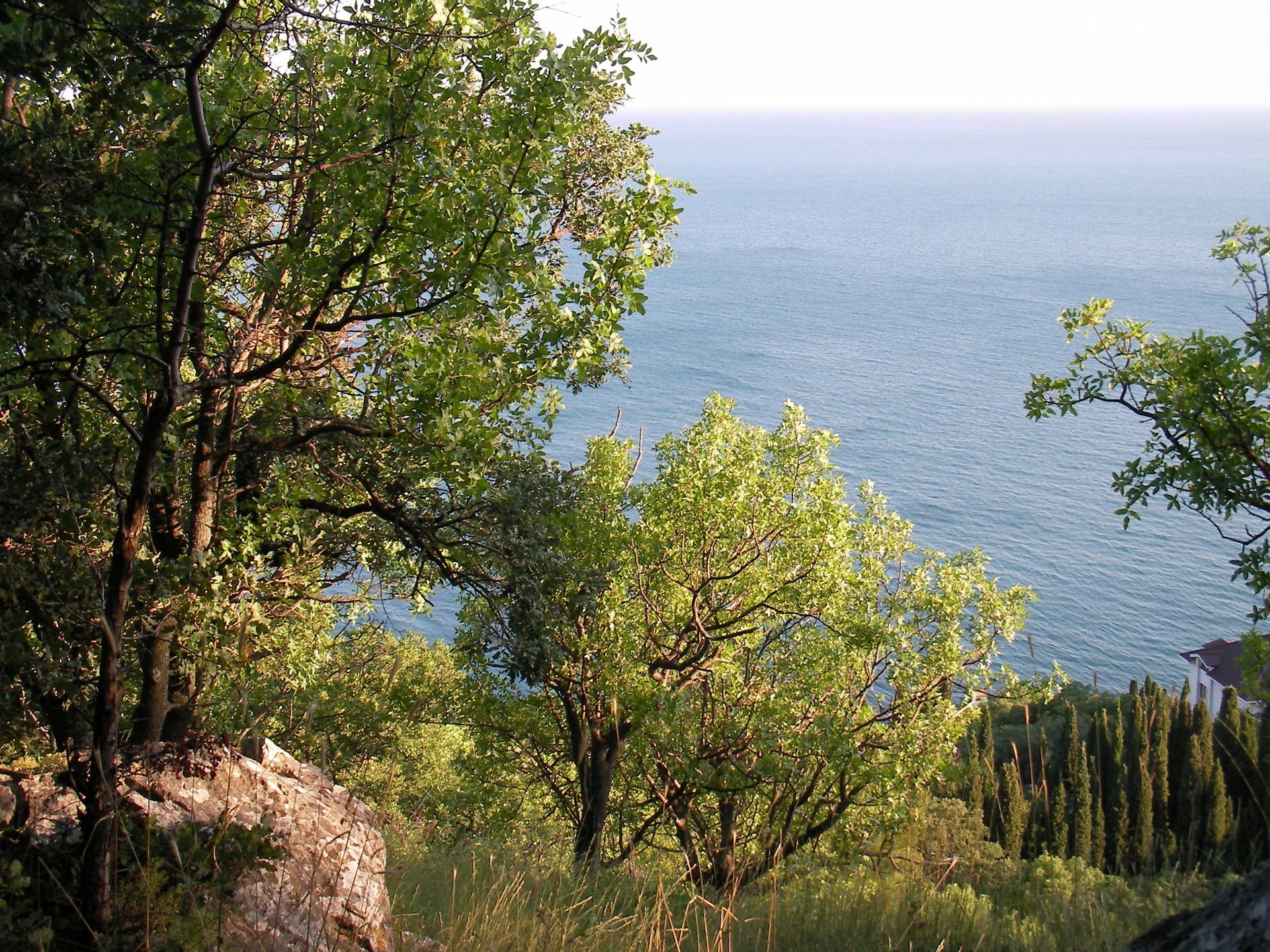Зелені дерева і скеля над морем