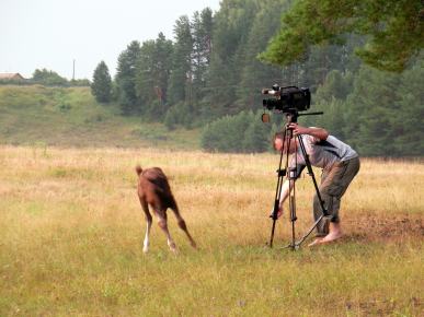 Horse foal was afraid and runs away from videographer