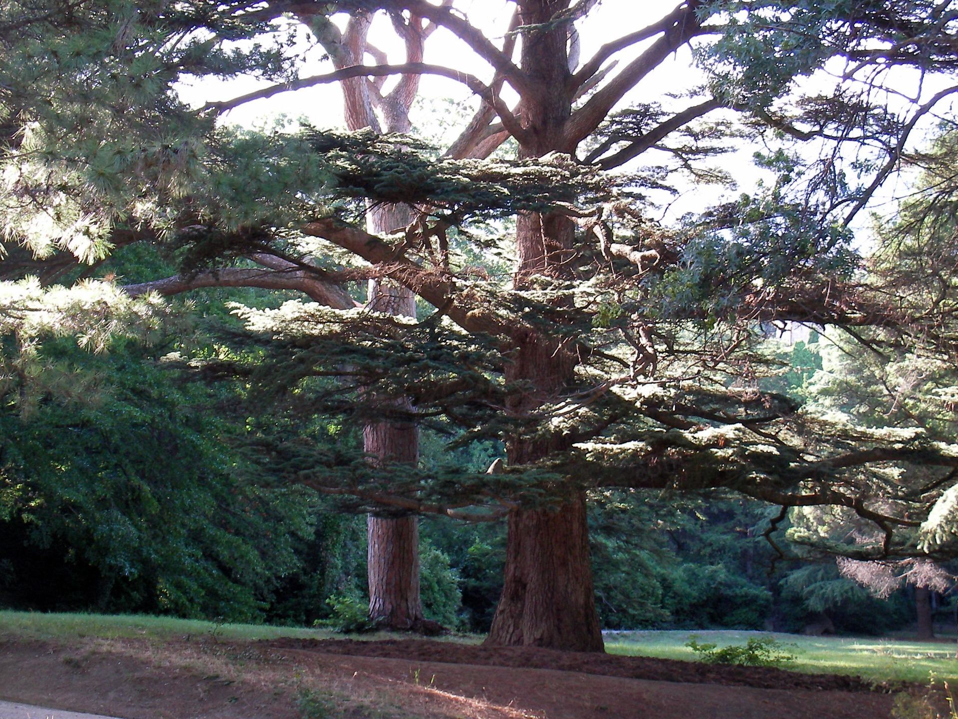 Large conifers in Crimea