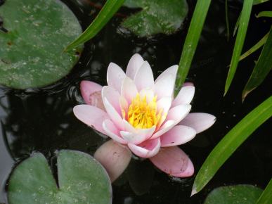 Light pink lily