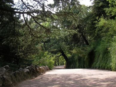 Jalan di antara pohon-pohon