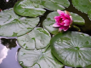lily air merah muda