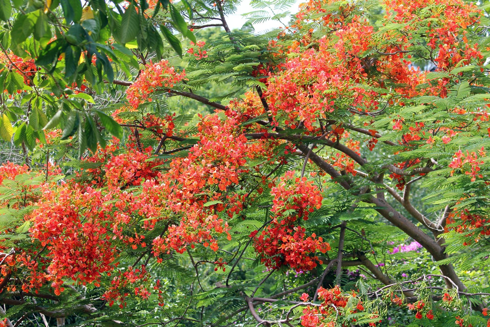 Κόκκινα λουλούδια σε πράσινα δέντρα, φόντο