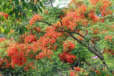 Red flowers on green trees, background
