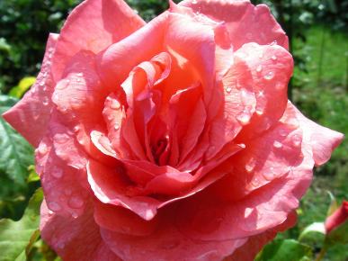Rosa vermella con orballo da mañá