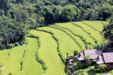 बाली, इंडोनेशिया में चावल के खेत। हरी परिदृश्य।