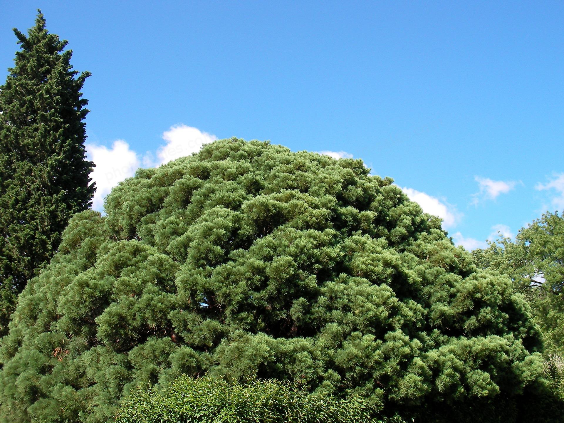 جنس Salix fragilis به