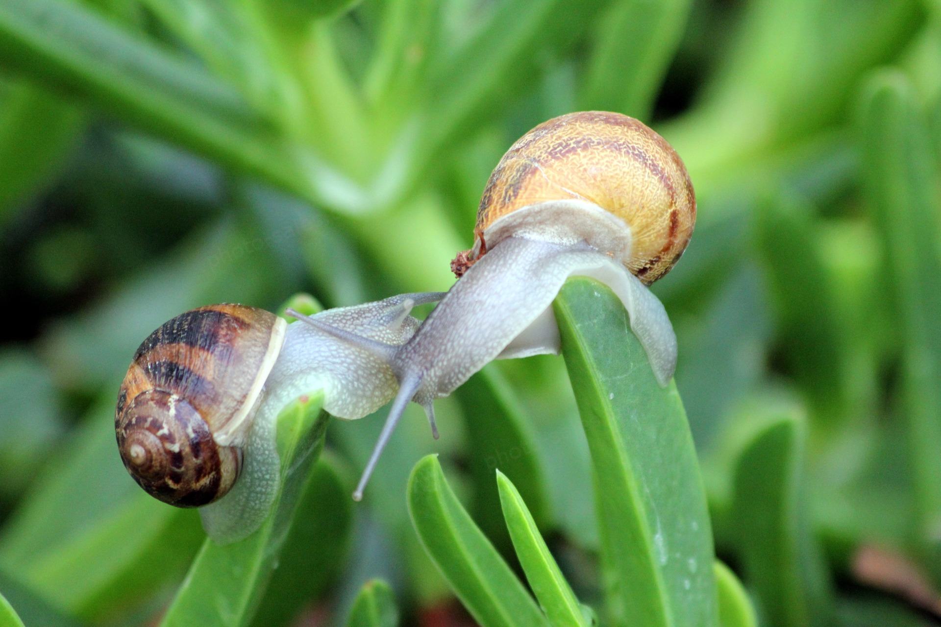 Snail Pari suudella