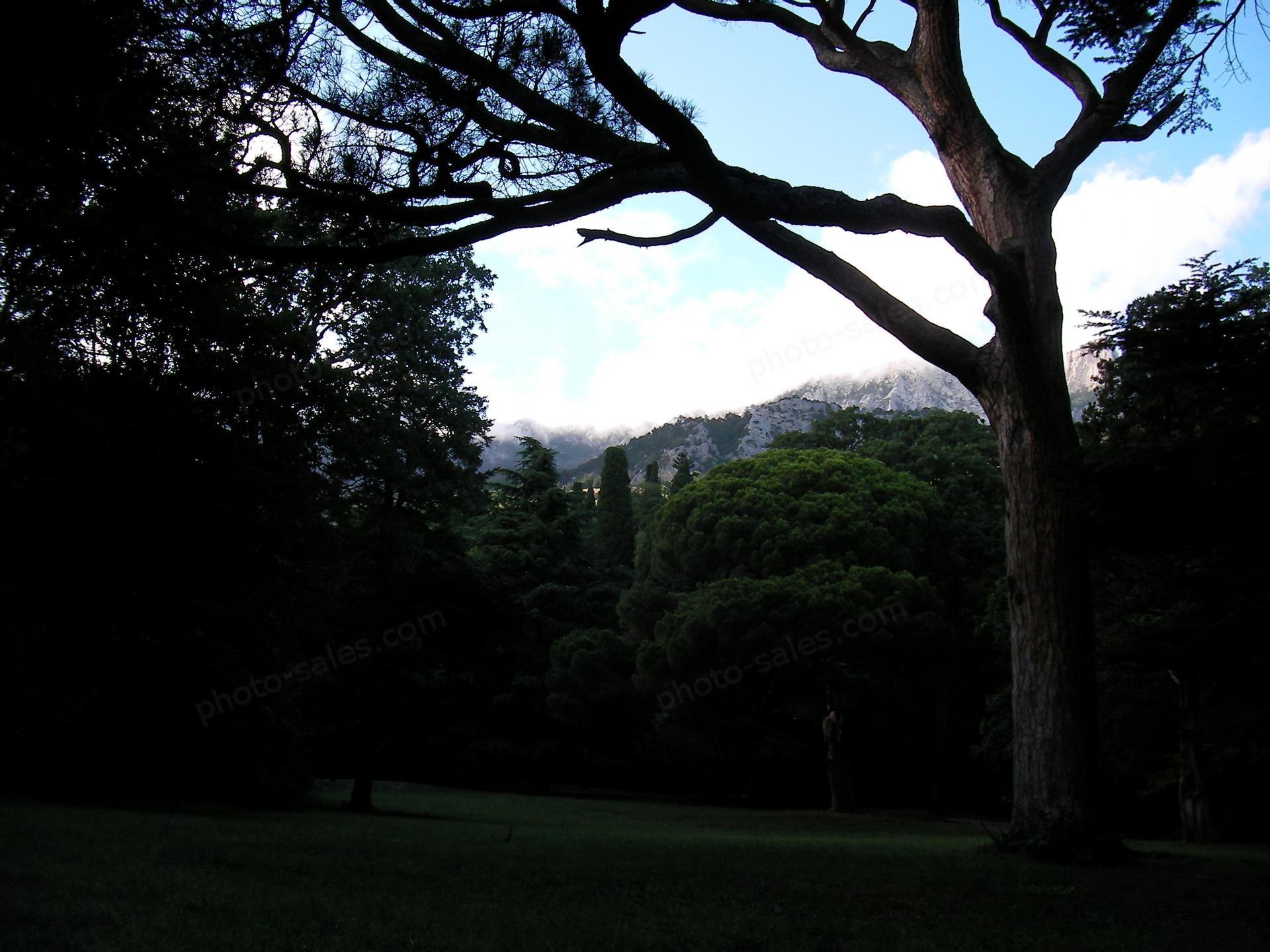 Ծառ Վորոնցով այգում, Ղրիմ