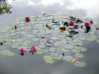 Lillies น้ำ