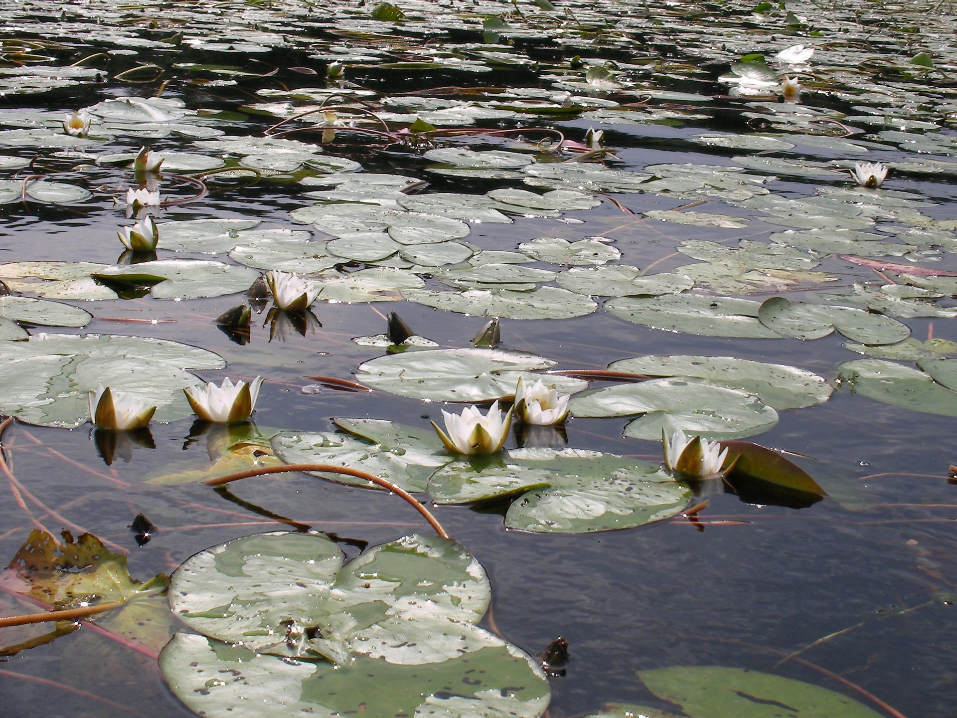 White water-lilies